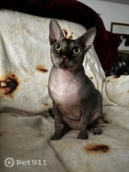 Lost cat, East Alexander Avenue, 1800, Merced — responds to his name - photo