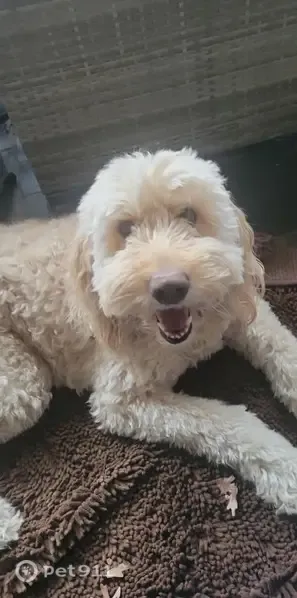 Lost dog, Caroline County Animal Control Shelter area, Virginia Beach - female Goldendoodle, white/cream curly coat - photo