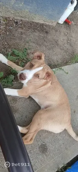 Lost dog, Nimitz Drive, 48, Billings - 7-month-old male puppy without a collar - photo