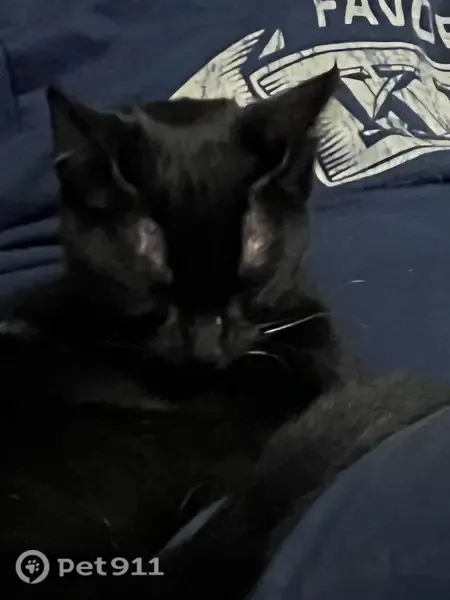 Missing cat Male, Oklahoma City (usl544599) - photo