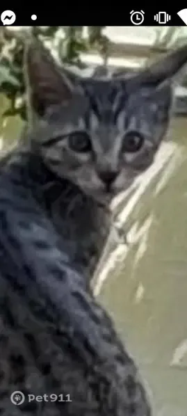 Lost cat, East Moreno Avenue, 936, Colorado Springs - very small, slender - photo