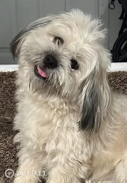 Lost dog, Lexington Avenue, Columbus — tan, fluffy, afraid of strangers - photo