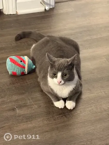 Lost cat, Strider Drive, 8623, Charlotte — blue collar, no name tag - photo
