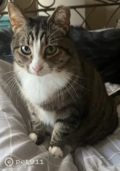 Lost cat, Rosewood Lane, 153, Lexington — clipped left ear, mostly white left back leg - photo