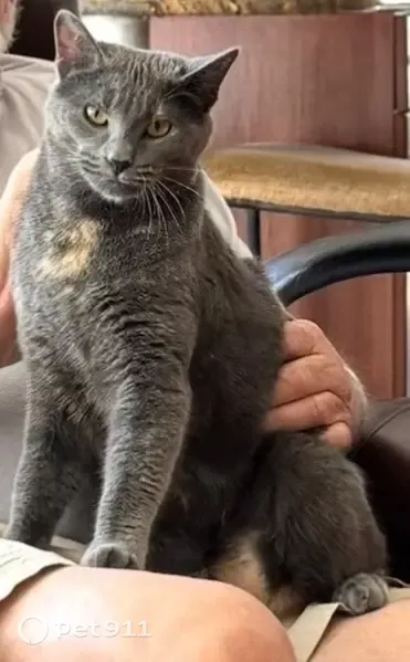 Lost cat, Telescope Avenue, 4674, Carlsbad - shy female with yellow eyes - photo