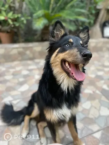 Perdido perro macho, Calle Alfredo Carrasco, 3667, Guadalajara, Tlaquepaque — esterilizado, un ojo azul y otro café - photo