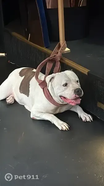 Found dog, North Gower Street, 1015, Los Angeles - female, white with brown spots - photo