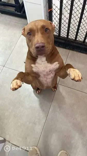 Encontrado cachorro, SP-332, km 119,6 norte - Parque Rural Santa Genebra, Paulínia - SP, 13140-141, Brasil — dócil e anda bem de carro - photo