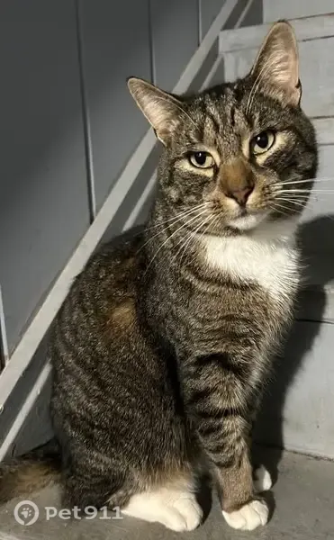 Lost cat, Armstrong Road, 139, Rochester - male, tabby, neutered, chipped - photo