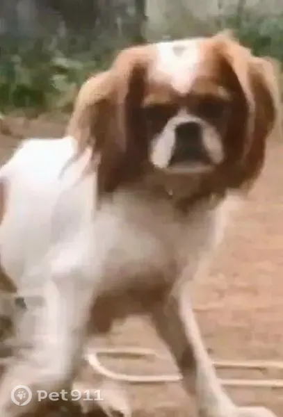 Lost dog, North Detroit Avenue, 5614, Portland - male - photo
