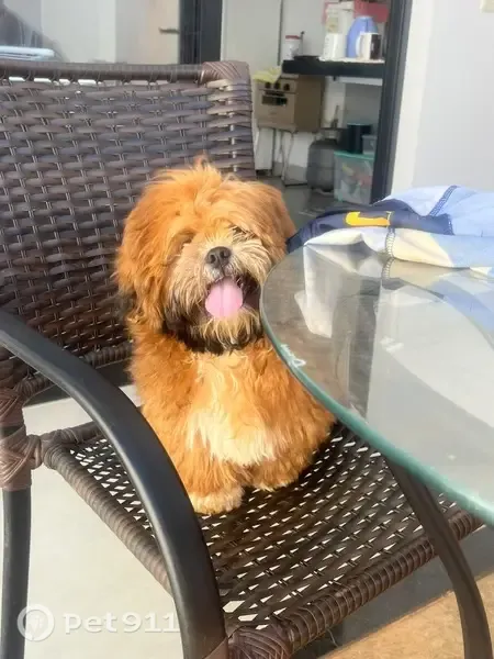 Perdido cachorro macho, Alameda 08, 16 — muito amável - photo