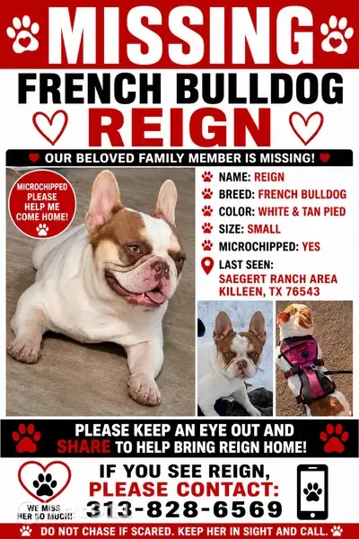 Lost dog, Charleston Court, 2107, Killeen — male - photo