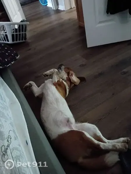 Lost dog, County Road 49, 17100, Bon Secour - male with a purple collar - photo