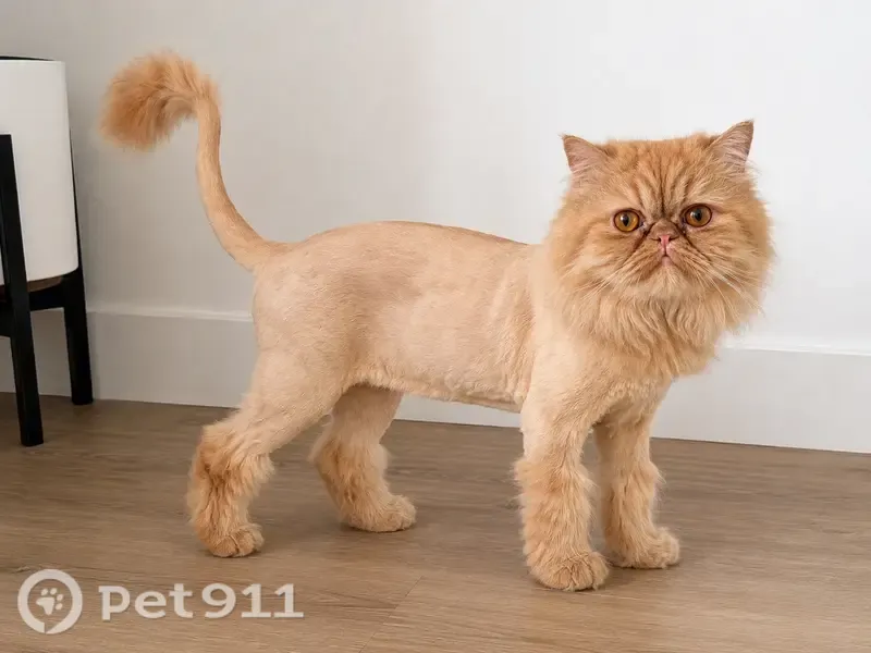 Lost cat, Hudson Street, 6127, Jurupa Valley - male Persian, orange hair - photo
