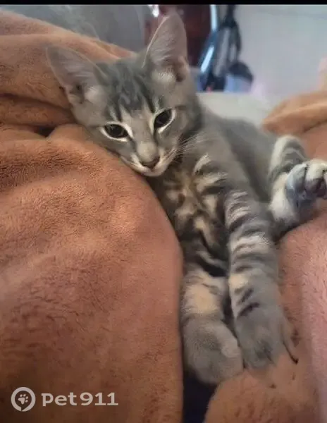 Missing cat Male, Portland (usl544677) - photo