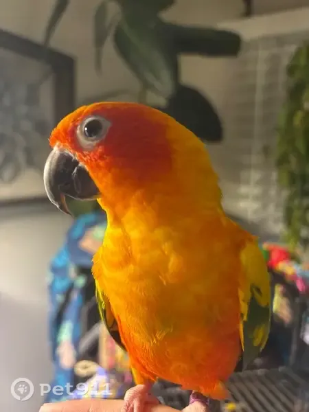 Lost bird, North Andover, Massachusetts, Milton - male with orange face and belly - photo
