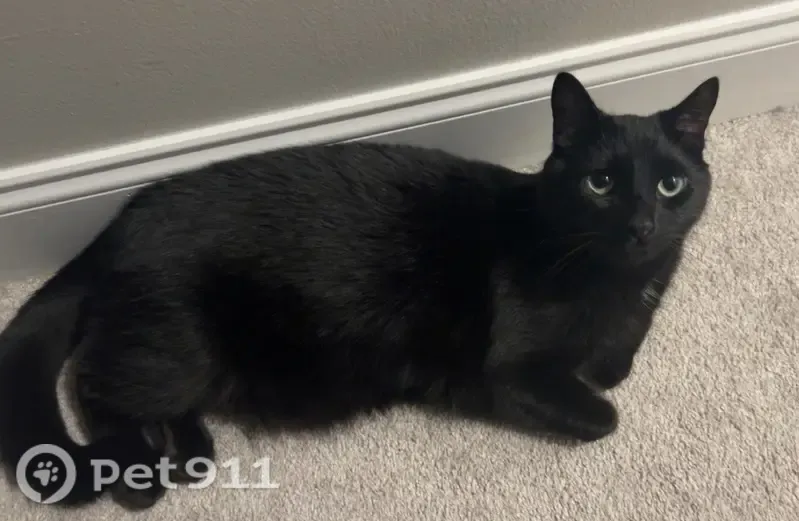 Lost cat, Astoria Court, 551, Independence - all black male cat, 7 years old - photo