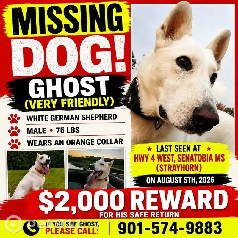 Lost dog, Mississippi 4, 3402, Savage — white, very friendly - photo