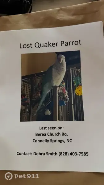 Lost bird, Berea Church Road, Connelly Springs — male, talks in phrases - photo