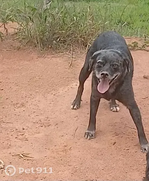 Perdido cachorro macho, Cotia, São Paulo - SRD tipo boiadeiro, 8 anos - photo