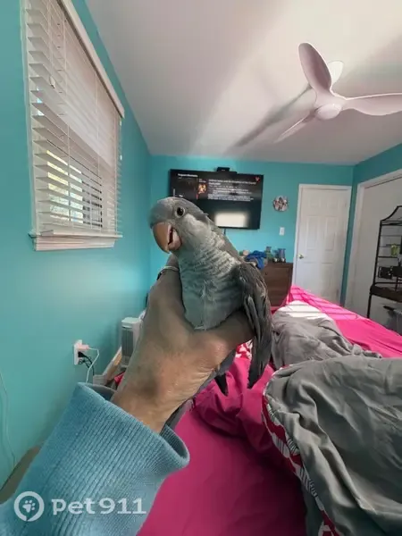 Lost bird, Orr Circle Southwest, 1003, Leesburg — blue ankle band, can say Bukie - photo