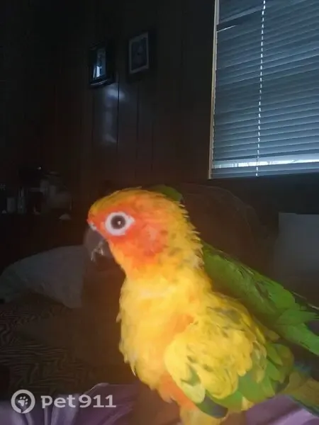 Lost bird, Bessemer Avenue, 6814, Dundalk - photo