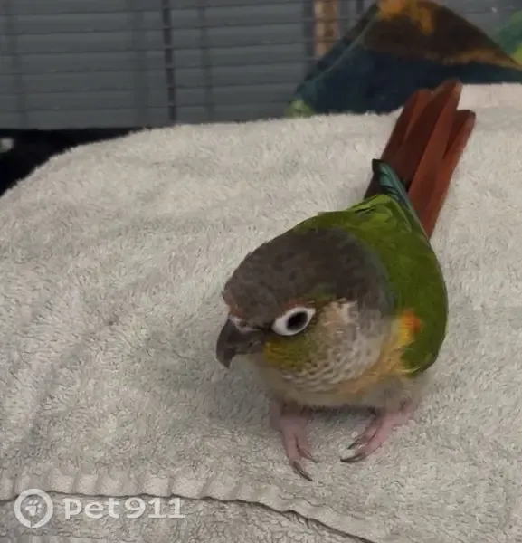 Lost bird, Logan Avenue, 88, Jersey City — male, pink feet - photo