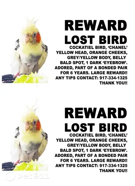 Lost bird, Seneca Avenue, 4-75, Queens - female with a bald spot on belly and one eyebrow over the left eye - photo