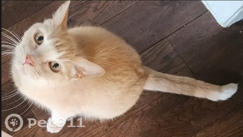 Lost cat, Caledon Court, 18, Caledonia - male, creamy sandy ginger coat, white tip on tail - photo