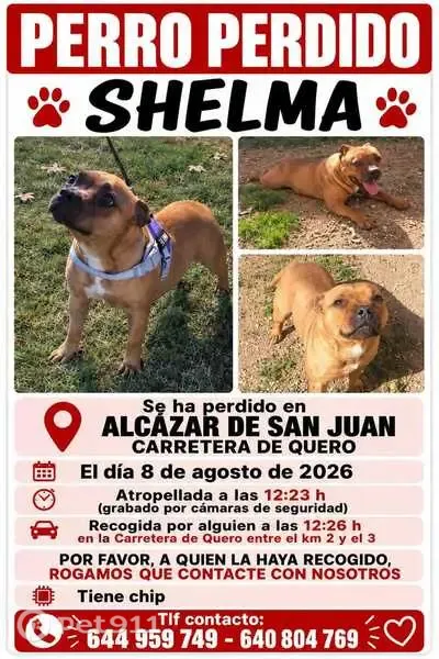 Perdido perro hembra, Carretera de Quero entre el km 2 y el 3, Alcázar de San Juan - tiene chip - photo