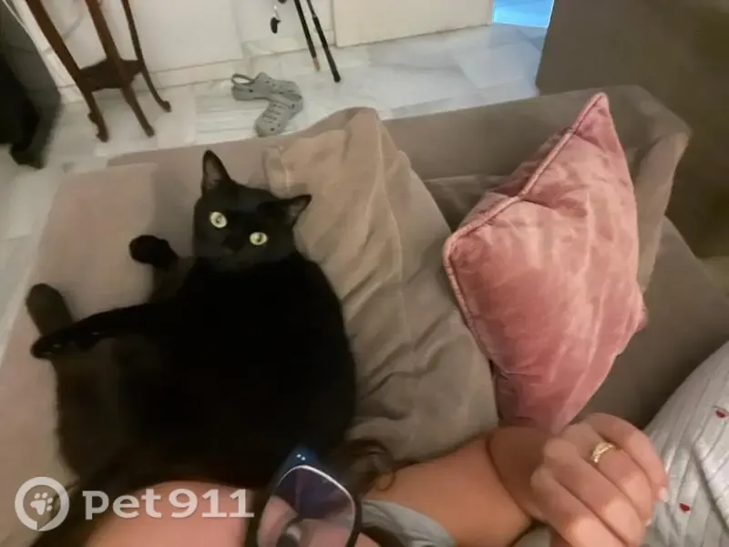 Perdido gato hembra, Calle Costa del Sol, 284, Jerez de la Frontera - gata negra y tímida - photo