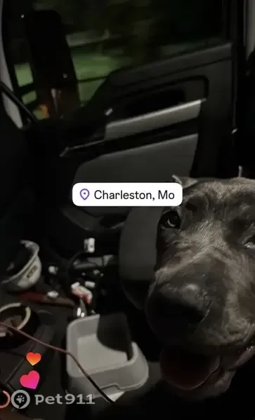 Lost dog, Southwest Highway 484, 1805, Ocala - female with a green harness - photo