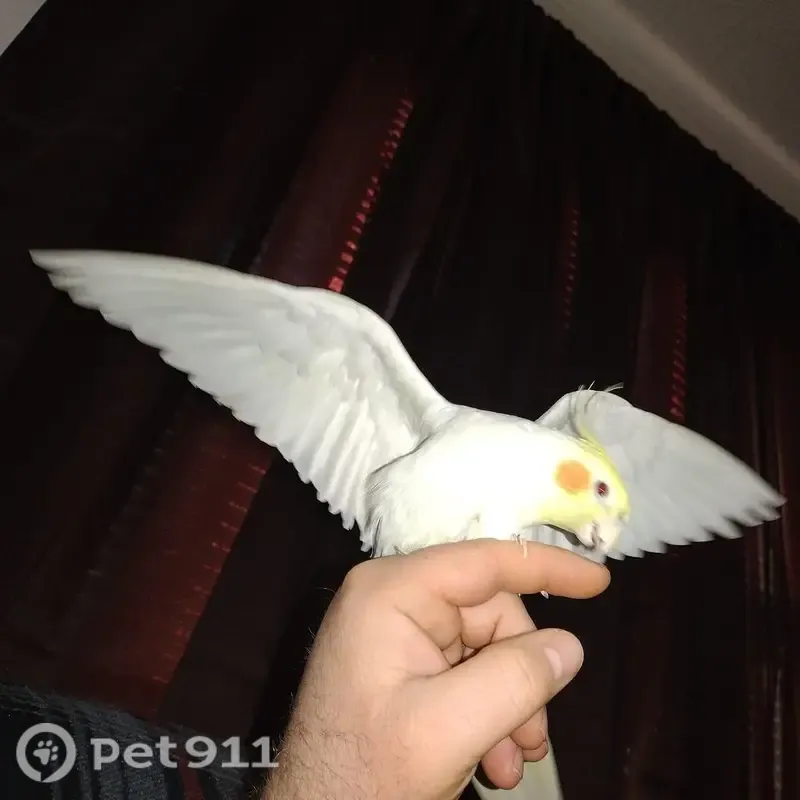 Lost bird, Mobile Drive, 52, Thomasville — bright yellow head with orange cheeks - photo