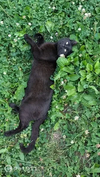 Lost cat, East 46th Street, 7904, Indianapolis — all black male, 1 year old - photo
