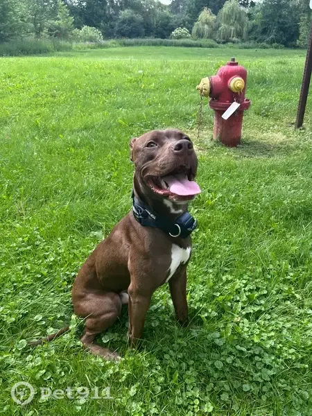 Lost dog, Jefferson Court, 36715, Farmington Hills - male, gray collar, white chest - photo