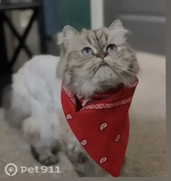 Lost cat, Flower Mound Lane, 1698, Cocoa West - female Persian with blue eyes - photo
