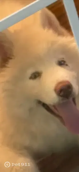 Lost dog, Mountain View Road, Tennessee, Chattanooga - male, white with blue eyes - photo