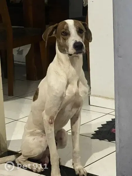 Perdido cachorro macho, 5G24+JC Mirassol - SP, Brasil - branco com manchas pretas - photo