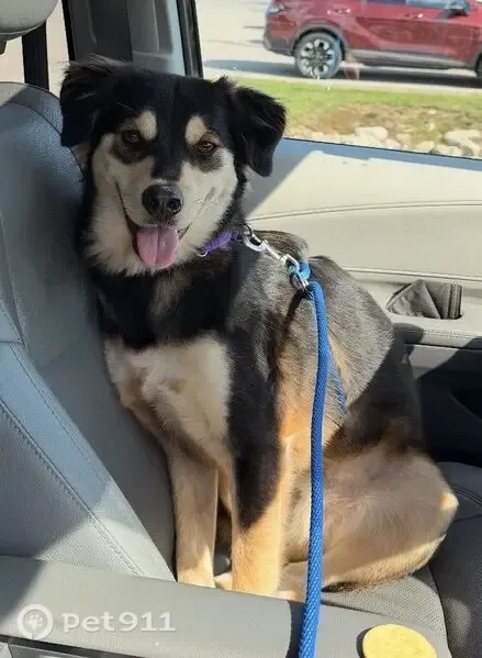 Lost dog, North Indian Creek Parkway, 8435, Fox Point - male, purple collar, blue leash - photo