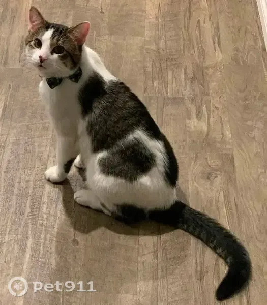 Lost cat, Apricot Drive, 22, Ward, Arlington — little chubby, blue green bow tie - photo