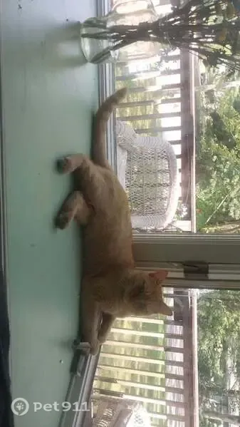 Lost cat, Coventry Circle, 18625, Spring Lake - male, light orange short hair - photo