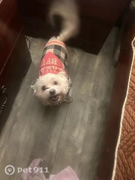 Lost dog, Warrensville Heights, Ohio, Arlington - female, small white Maltese poodle - photo