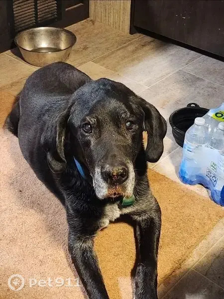 Lost dog, Caravan Ln & S 18100 W, Salt Lake City — very friendly male black lab mix - photo