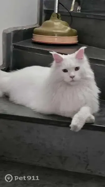 Perdido gato macho, Rua Doutor Paulo Duarte, São Paulo — Maine Coon branco, deficiência auditiva - photo