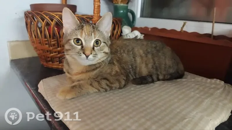 Зникла кішка, Джерельна вулиця, 1, Львів — без ошийника, домашня, рижувата, чорно-біло-сіра - photo