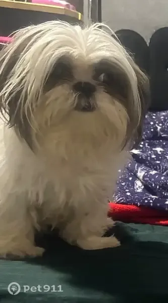Perdido cachorro fêmea, Rua Montes Claros, 320 — branca com bege claro - photo