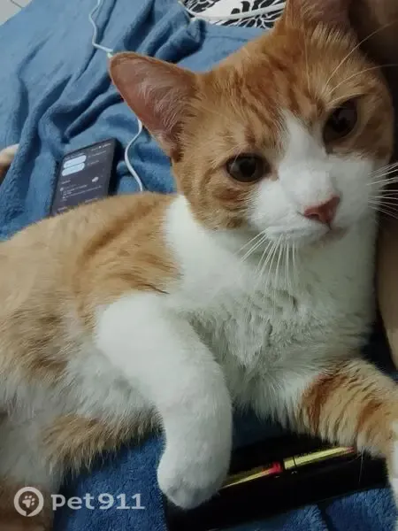 Perdido gato macho, Rua Nicolau de Léo, São Paulo — laranja e branco - photo