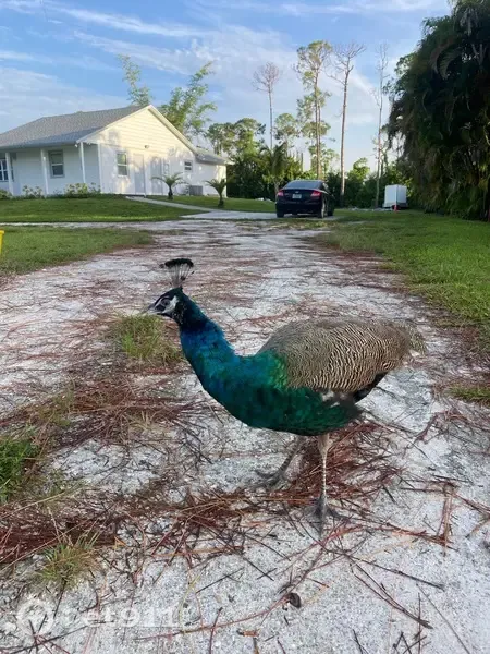 Lost bird, The Acreage, Florida — India Blue, no long tail - photo