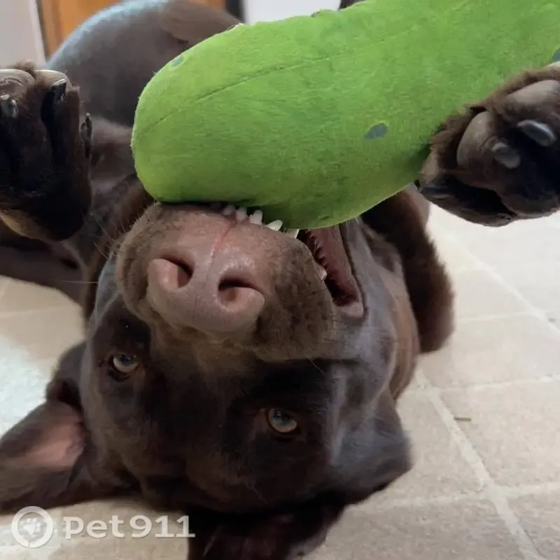 Lost dog, Wilhite Road, 1678, Wilhites, Eva — neutered chocolate lab - photo