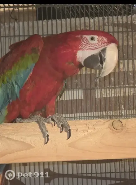 Lost bird, Rose Tiara Drive, 5863, Enterprise, Enterprise — female, mainly red - photo